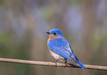 Obraz premium Eastern Bluebird, Sialia sialis, male perched with simple gray palette background room for text