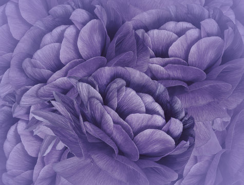 Floral   violet background. A bouquet of  purple flowers.  Close-up.   floral collage.  Flower composition. Nature.