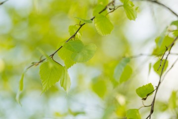 Close up of fresh birch leaves in springtime