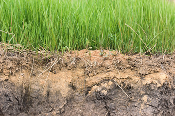 cut of soil and grass