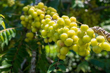 Star gooseberry or Phyllanthus acidus