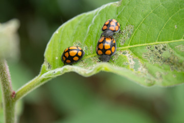 catarinas en grupo