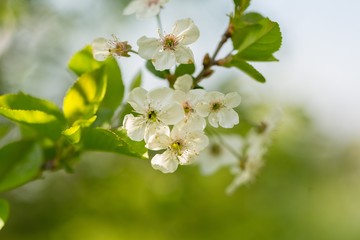 Blooming branches of cherry tree or gean tree