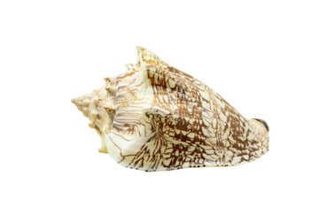 Noble Volute or Cymbiola nobilis