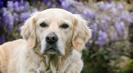 golden retreiver dog in front of wisteria vines