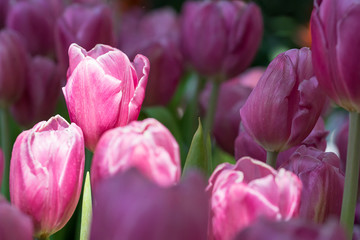 Pink tulips in the garden