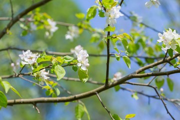 Bloooming apple tree branches.