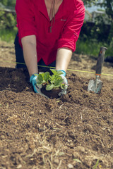 Fototapeta premium Female, hands in gloves planting strawberry in garden.
