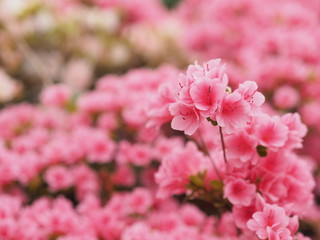 満開に咲くピンク色のツツジ