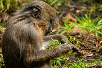 Baby mandrill