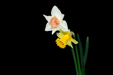 Fototapeta na wymiar Yellow, White daffodils (narcissus) with peach colored cup