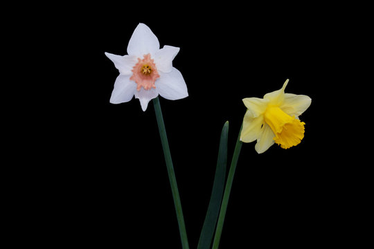 Yellow, White daffodils (narcissus) with peach colored cup on black background