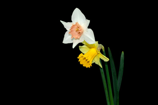 Yellow, White daffodils (narcissus) with peach colored cup