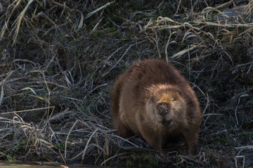 Beaver on the Banks of a River 