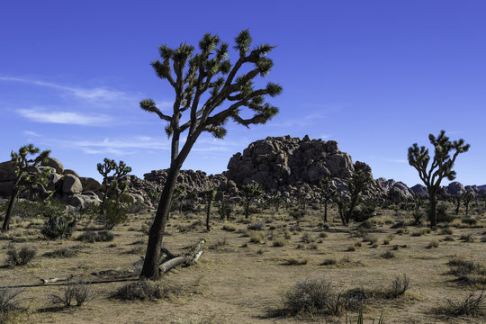 Joshua Tree in Joshua Tree National Park at Hidden Valley