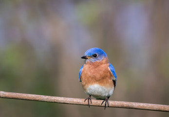 Eastern Bluebird, Sialia sialis, male perched with simple gray palette background room for text