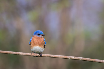 Eastern Bluebird, Sialia sialis, male perched with simple gray palette background room for text