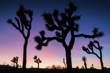 The silhouette of Joshua Trees against the sunset in Joshua Tree National Park (California).