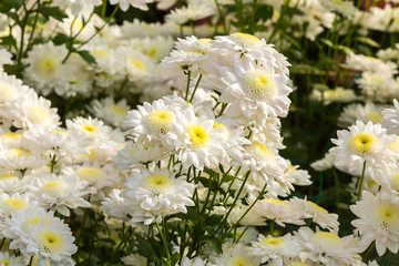 Flowers, flowers chrysanthemum, Chrysanthemum wallpaper, chrysanthemums in autumn, chrysanthemums annuals