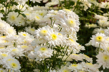 Obraz premium Flowers, flowers chrysanthemum, Chrysanthemum wallpaper, chrysanthemums in autumn, chrysanthemums annuals
