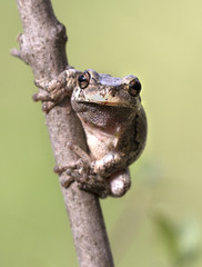 The gray treefrog (Hyla versicolor) on the tree branch close up
