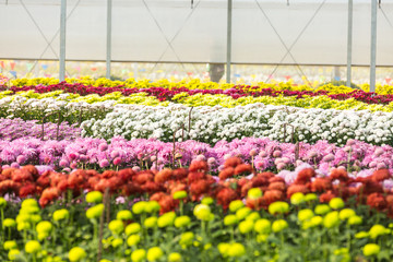 Flowers, flowers chrysanthemum, Chrysanthemum wallpaper, chrysanthemums in autumn, chrysanthemums...