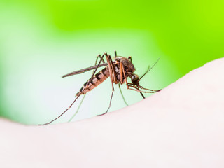 Yellow Fever, Malaria or Zika Virus Infected Mosquito Insect Macro on Green Background