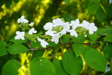 Hydrangea arborescens - beautiful shrub

