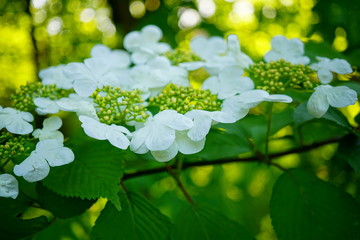 Hydrangea arborescens - beautiful shrub
