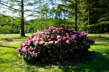 Beautiful blooming azalea - rhododendron (Rhododendron) 
