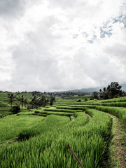 Fototapeta na wymiar Jatiluwih rice terraces Bali view