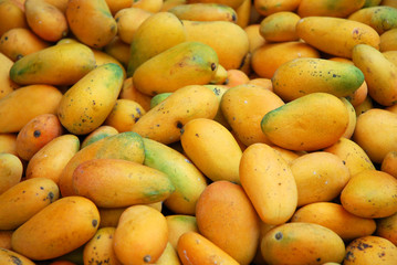 fresh mango in pile in the harvest season