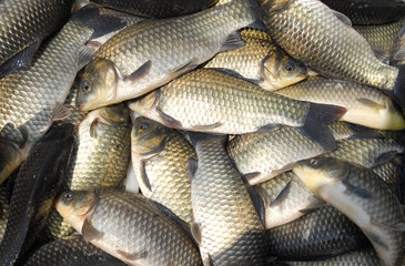 close up on live carp fish for sale