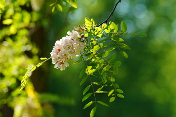 Blooming acacia .flowering tree
