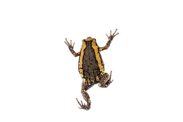 colorful bullfrog on white background