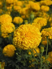 Marigold in the garden closeup
