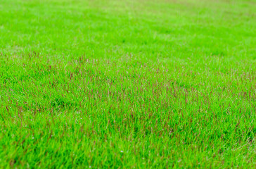 Green grass texture background