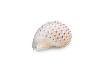 brown sea shell