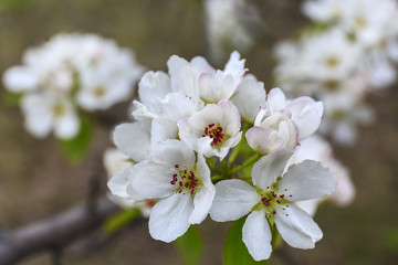 Apple flowers on a branch