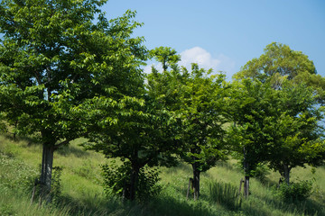 Obraz premium 街路樹