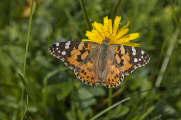 Distelfalter auf einer Blume