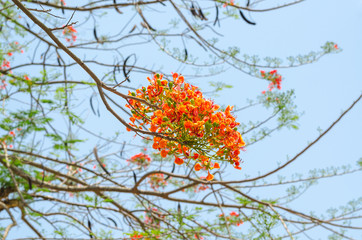 Royal Poinciana or Flamboyant (Caesalpinia pulcherrima) with blue sky in the outdoor nature park