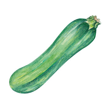 Zucchini Watercolor hand drawn illustration isolated on white background