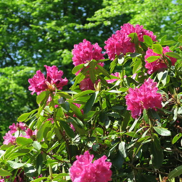 Fototapeta beautiful big purple flowers on a rhododendron shrub in the spring