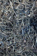 Black burned grass on the ground as an abstract background