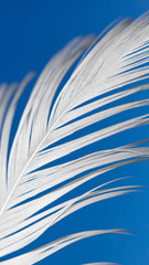 A white feather against the blue sky