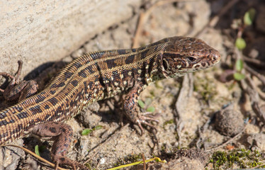 Portrait of a lizard on nature in spring