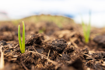 Sprout onion in the soil in the garden