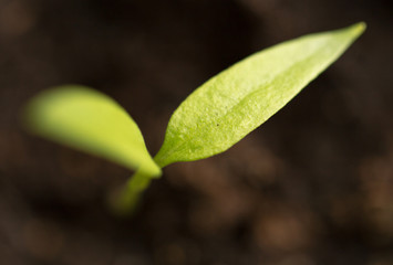 A young sprout of pepper in the ground