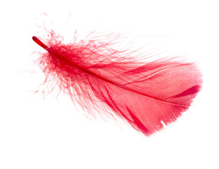 Red feather isolated on white background